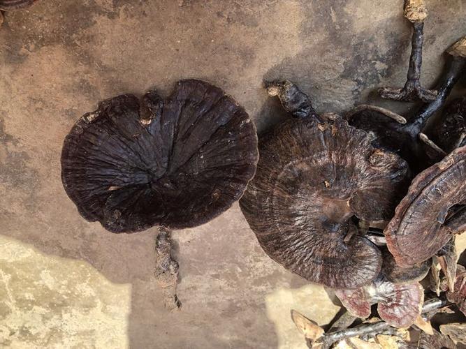 广西贵州野生黑灵芝紫灵芝仙草