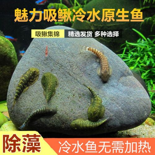 吸鳅方氏拟腹琵琶爬岩观赏冷水清道夫活体淡水鱼