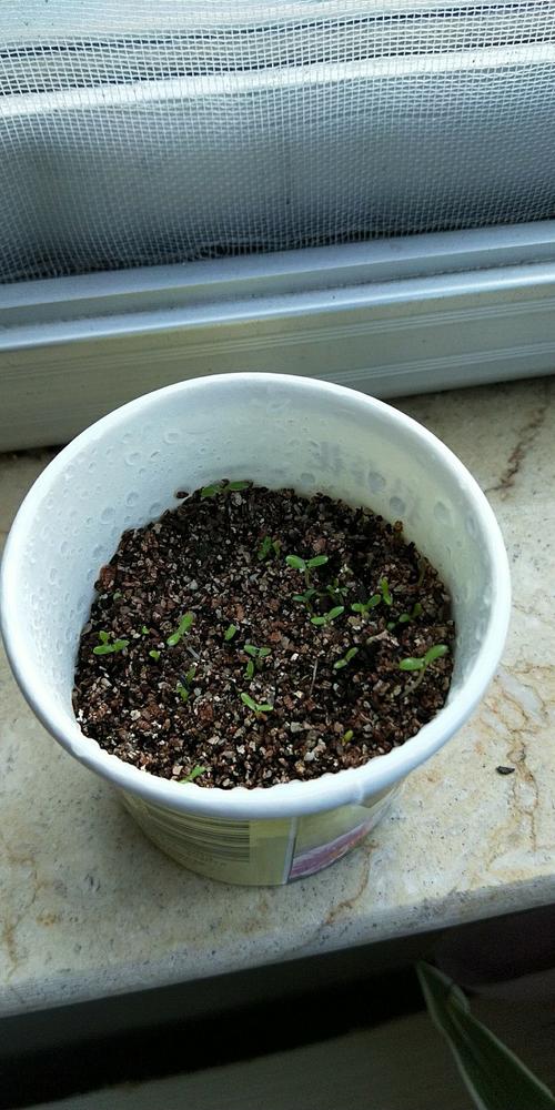 报春花的生长过程