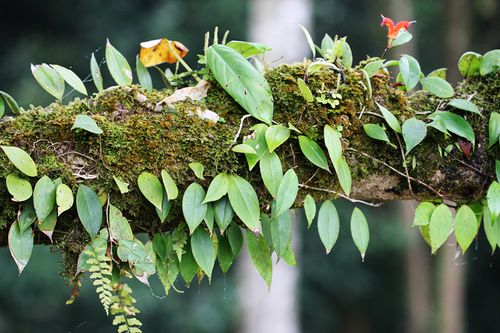 寄生植物的种类有哪些?