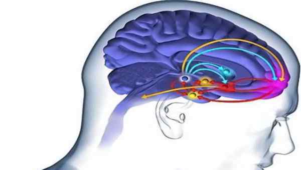 多巴胺分泌是什么 含多巴胺最多的食物是什么 吃什么