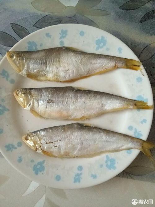 [马口鱼批发] 渤海湾马口鱼鲜货价格10元/斤 - 惠农网