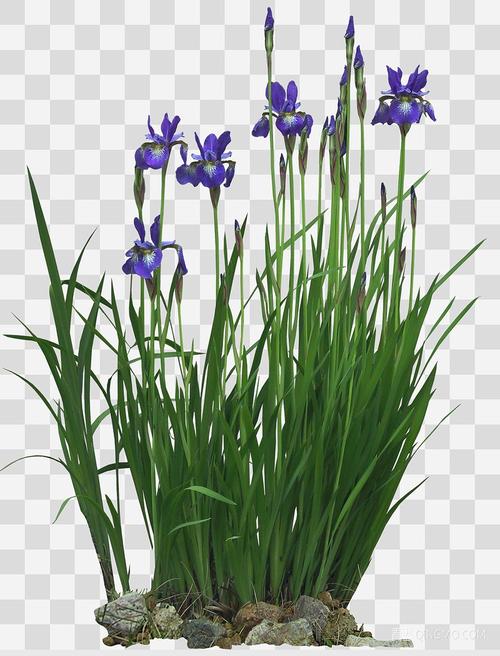 关键字: png大尺寸绿 灌木室外后期后期素材 菖蒲