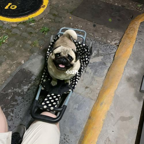 癞皮狗_巴哥_宠物_狗