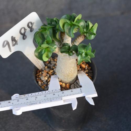 尚野园艺迷c你卡汗卷叶羊角沙漠玫瑰一物一拍泰国块根