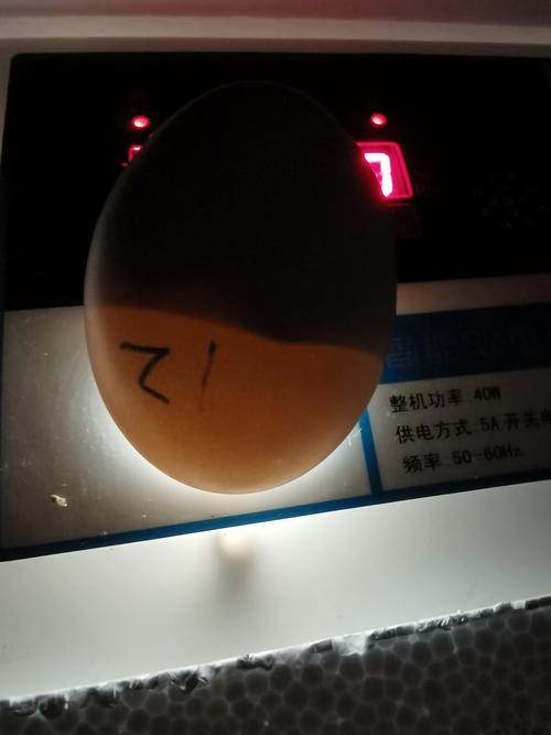 小鸡孵化日记:18天到20天
