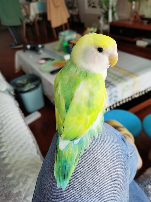 绿色的牡丹鹦鹉