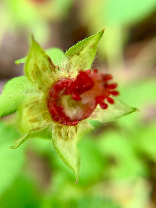 艳丽花诱人果—蛇莓