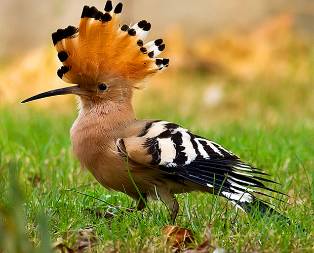 头戴"皇冠",身披彩衣,泸州发现以色列的国鸟戴胜