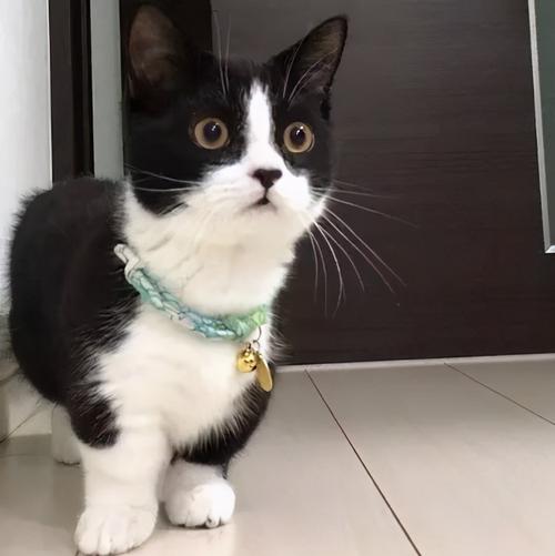 黑白猫是什么品种,为什么这么多人养?