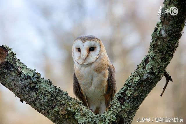 2-你听过猫头鹰的叫声吗?