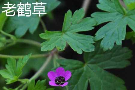 鼠掌老鹳草和老鹤草的区别:叶片区别,花的区别