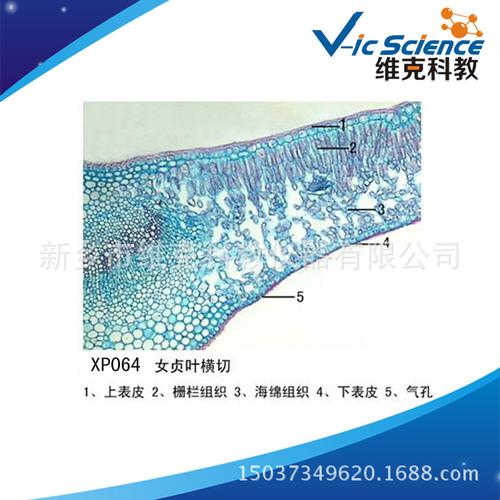 直供 玉米叶横切 植物学类 被子植物 动植物切片标本