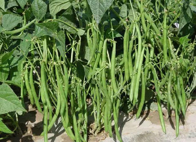 种植的四季豆能"二次结荚",这位农民收益翻一倍