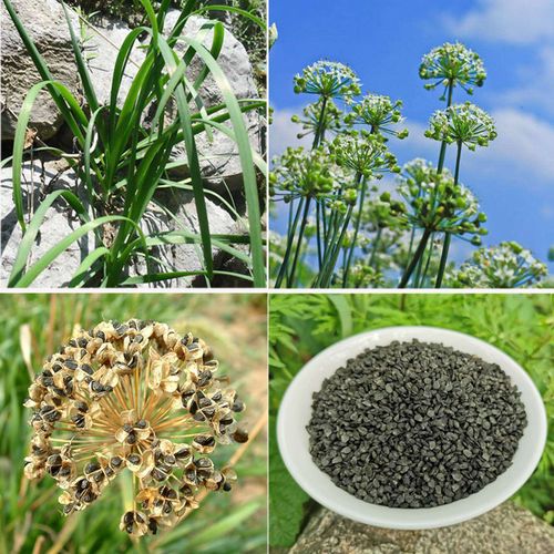 秦岭野生韭菜籽韭菜籽粉 男性持久韭菜籽泡酒 生韭菜籽500g韭菜籽