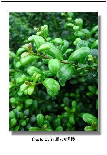   冬青科--冬青属   【别名】:豆瓣冬青    