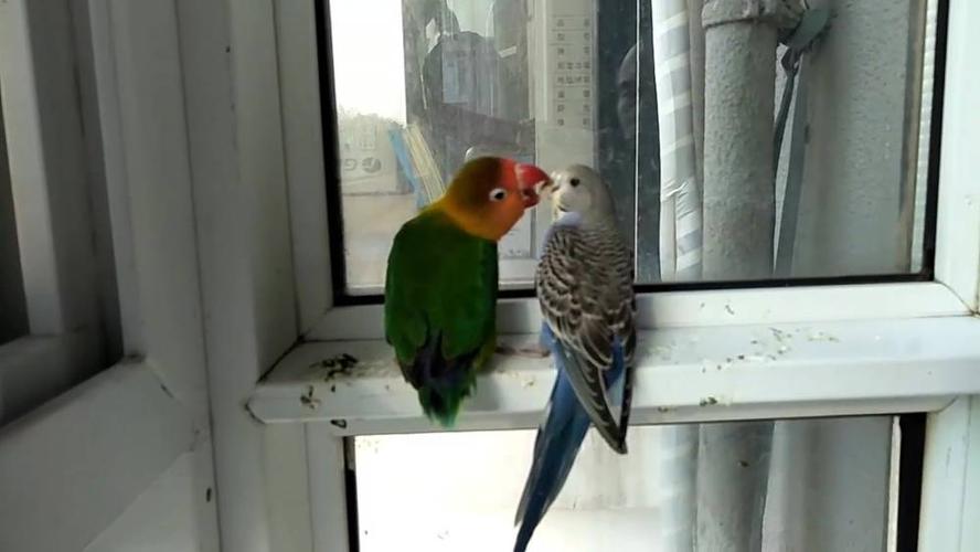 牡丹鹦鹉和小虎皮鹦鹉在窗台,牡丹表情动作虽搞笑,虎皮却不适应