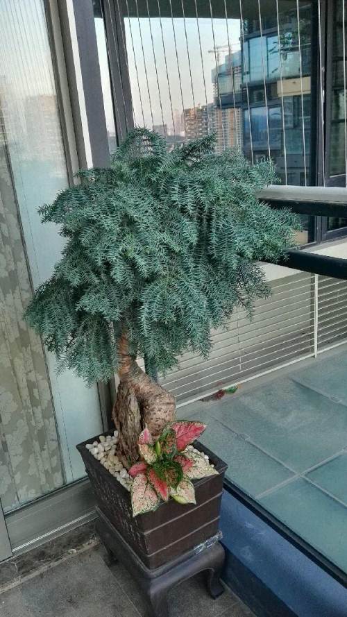 精品澳洲杉盆景抱石富景