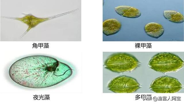 藻类|裸藻|微生物|有机质_网易订阅