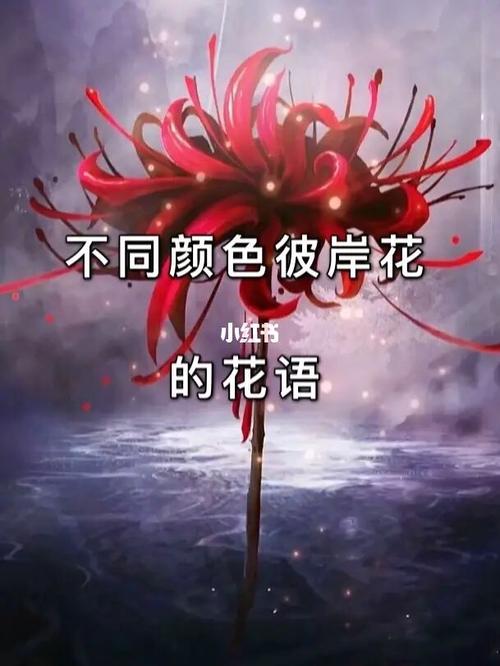 彼岸花花语_彼岸花_花语_素材_文字素材