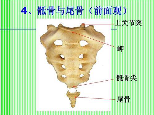 4,骶骨与尾骨(前面观) 上关节突 岬 骶骨尖 尾骨