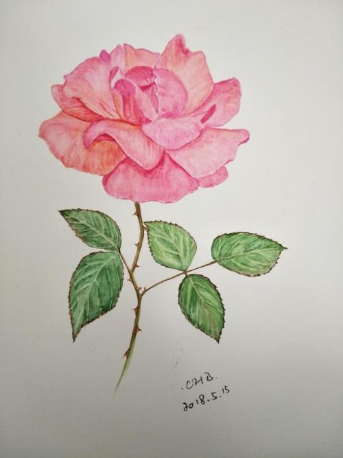 蔷薇花简笔画手绘水彩画