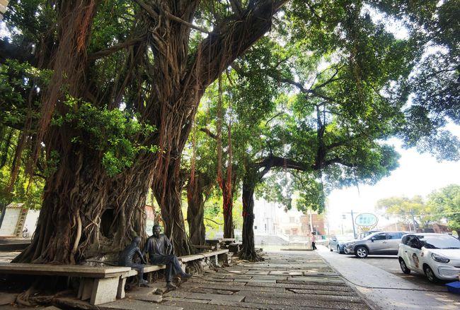 广东佛山奇特的榕树看是10棵实是1棵记录10件国家大事