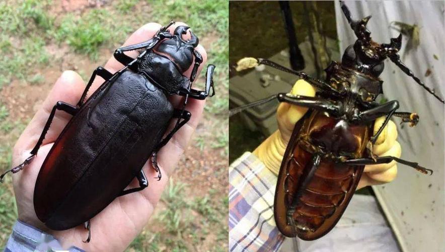 牛年有礼 | 听说你很"牛"_天牛