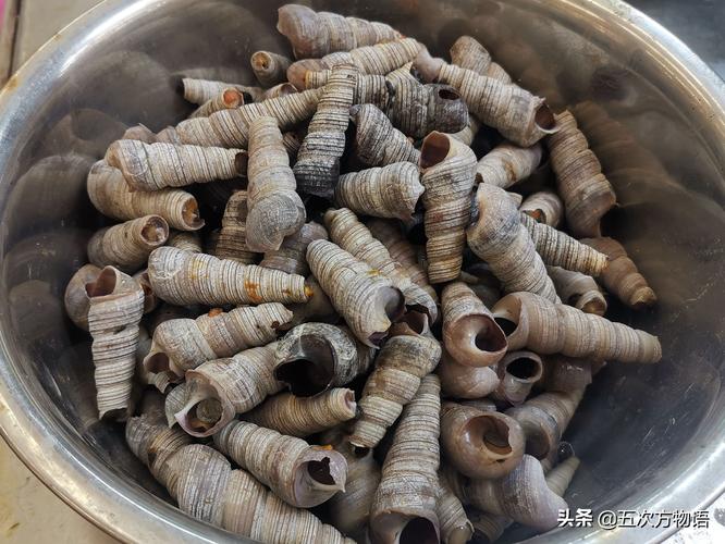 锥螺,可能是棒锥螺/turritella terebra,多数来自于外地,俗称"吸波螺"