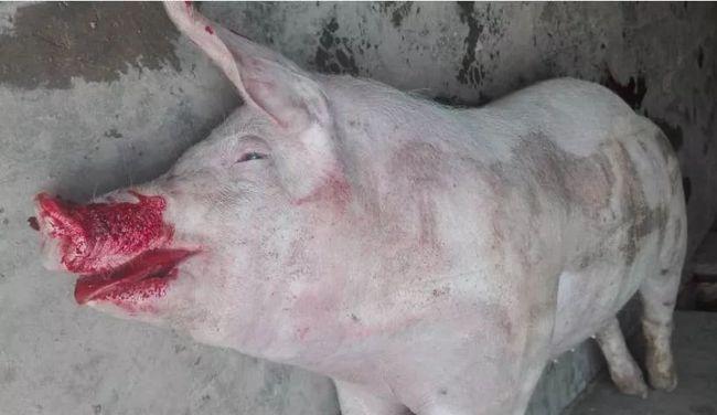 猪传染性胸膜肺炎的预防及治疗大家转发收藏吧