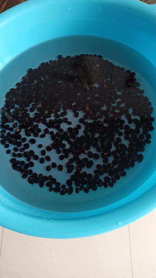 呆在家里出不去,我和宝贝利用家里仅存的粮食——黑豆,花生进行水培