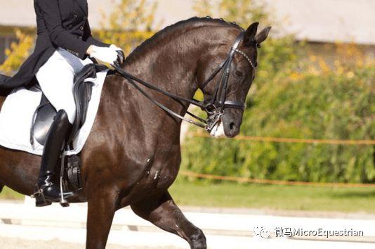 想知道马是怎么健身的吗
