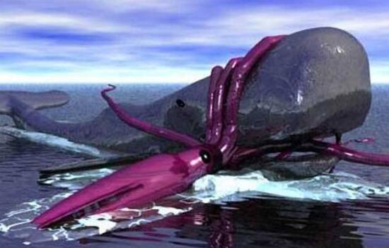 世界上最大的乌贼巨枪乌贼是现实版北海巨妖