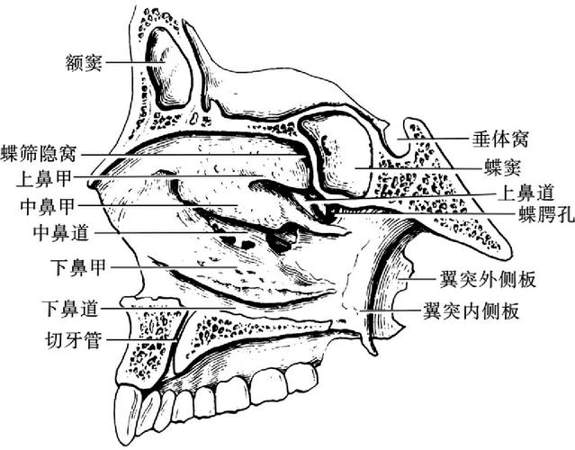 额窦位于眉弓深面,开口于中鼻道前部;筛窦位于筛骨迷路内,分前,中,后3