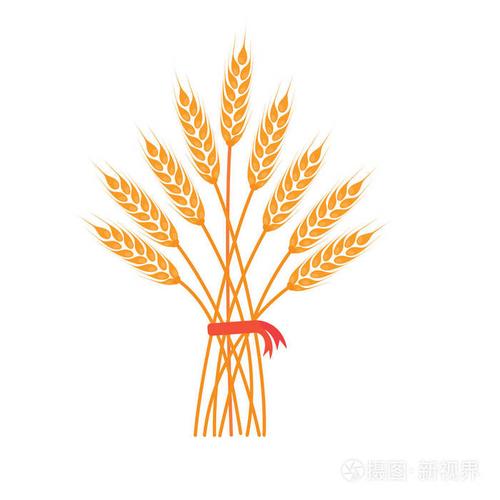 大麦穗或黑麦穗,全麦干叶金麦黑麦或大麦作物,红色丝带收获符号或图标