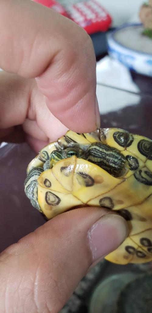 巴西龟背壳边缘开裂,斑块.