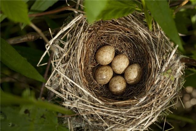 或许答案都在鸟窝里