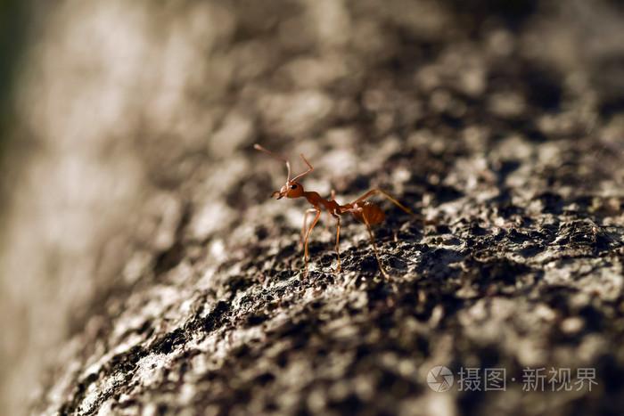 工蚁在树上
