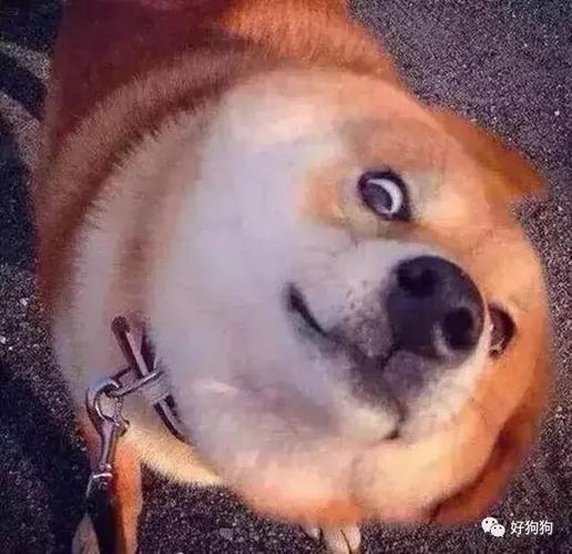 搞笑狗子头像