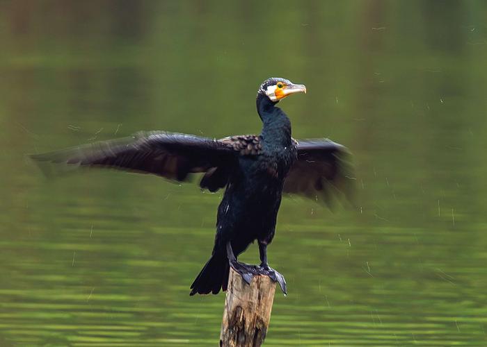 寻鸟(13): 《鱼鹰.鸬鹚》