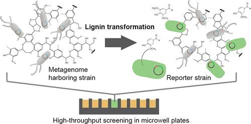 an improved whole-cell biosensor for the discovery of lignin