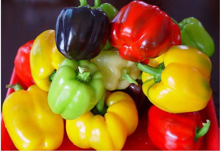 五彩甜椒庭院阳台盆栽蔬菜种子种彩色辣椒阳台易种四季播蔬菜种子