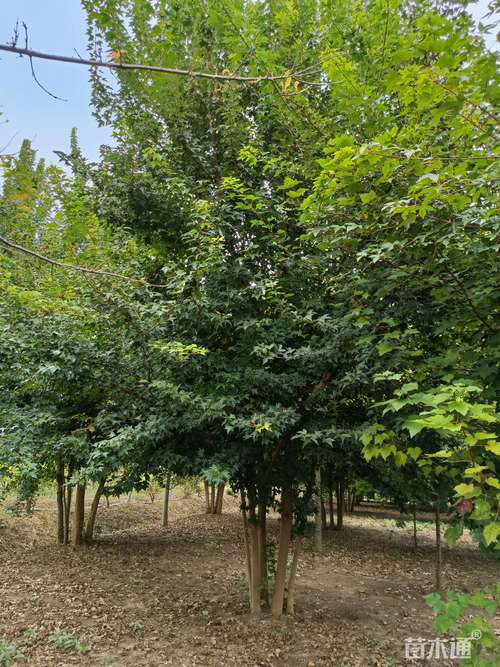 高度700厘米丛生三角枫