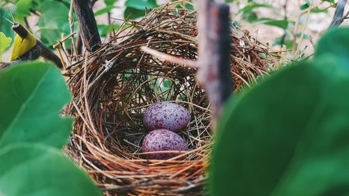 枝头鸟巢中的鸟蛋图片-动物壁纸-高清动物图片-第5图-娟娟壁纸