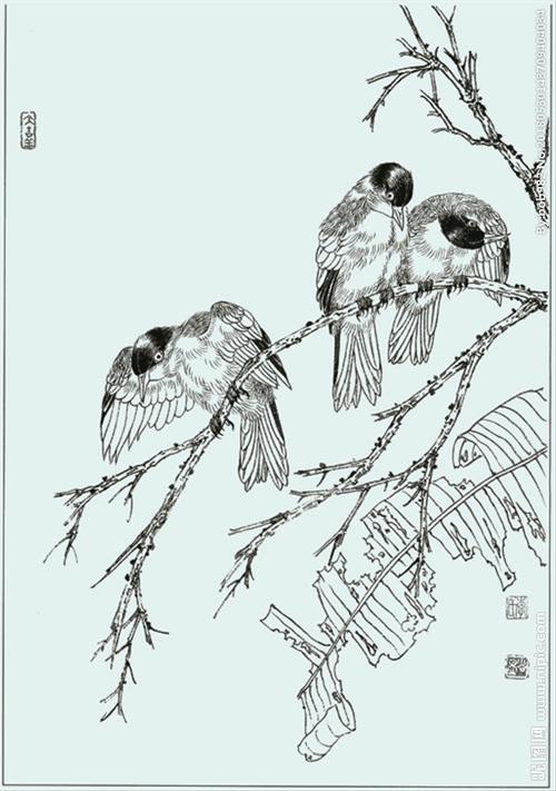 白头山雀线描 白头山雀白描图片