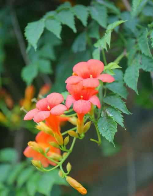 真好看河南虞城凌霄花红映碧空