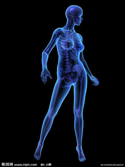 人骨架x光