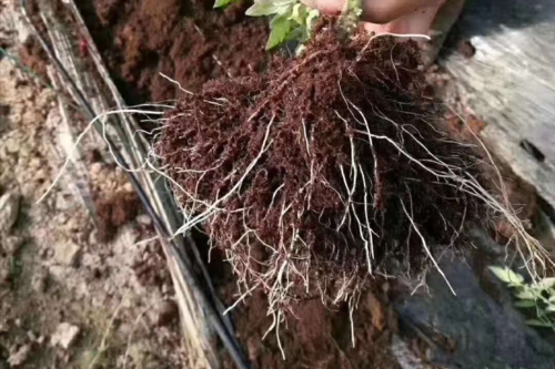 植物根系不发达,长势慢不用急,试试这个方法!