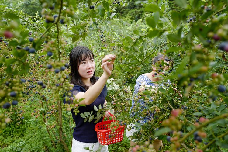 蓝莓园里度周末