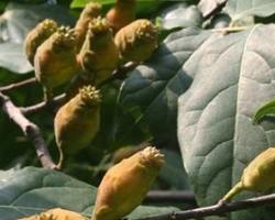 腊梅果是土巴豆有致泻作用.   (1)腊梅,是腊梅科腊梅属的植物.